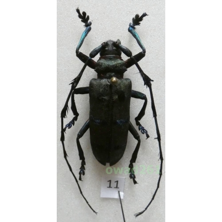 Thysia wallichii tonkinensis (Kriesche, 1924) male Thailand 35mm11